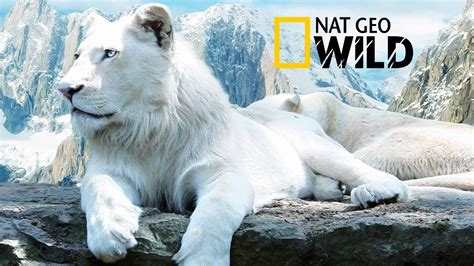 nat geo youtube|nat geo full episodes.